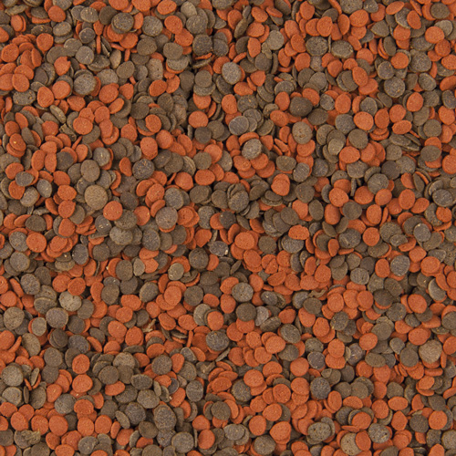 Cichlid-Chips-100