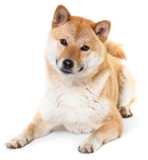 kiokodog