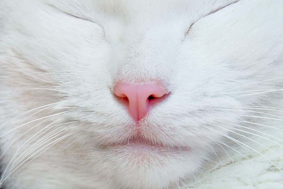 Капли в нос кошке