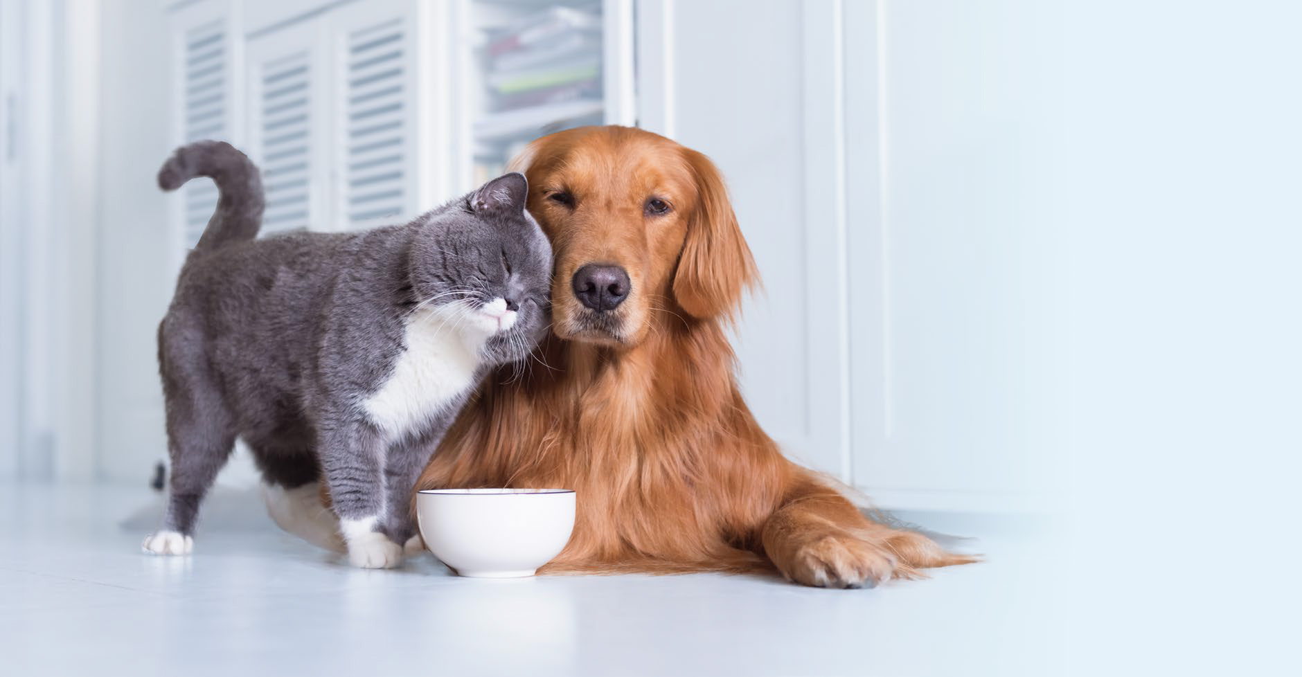 Лечение кошек и собак