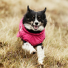 Hurtta SummitParka 3