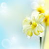 sping