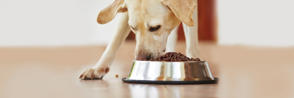 1574107068 9831 Dog Eating from Bowl2