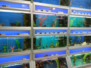 аквариумные рыбы в магазине